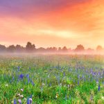 champ fleuri au coucher du soleil