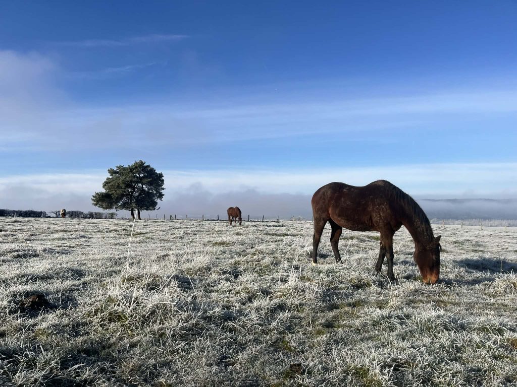 un cheval broute dans une prairie sous le givre