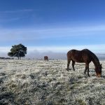 un cheval broute dans une prairie sous le givre