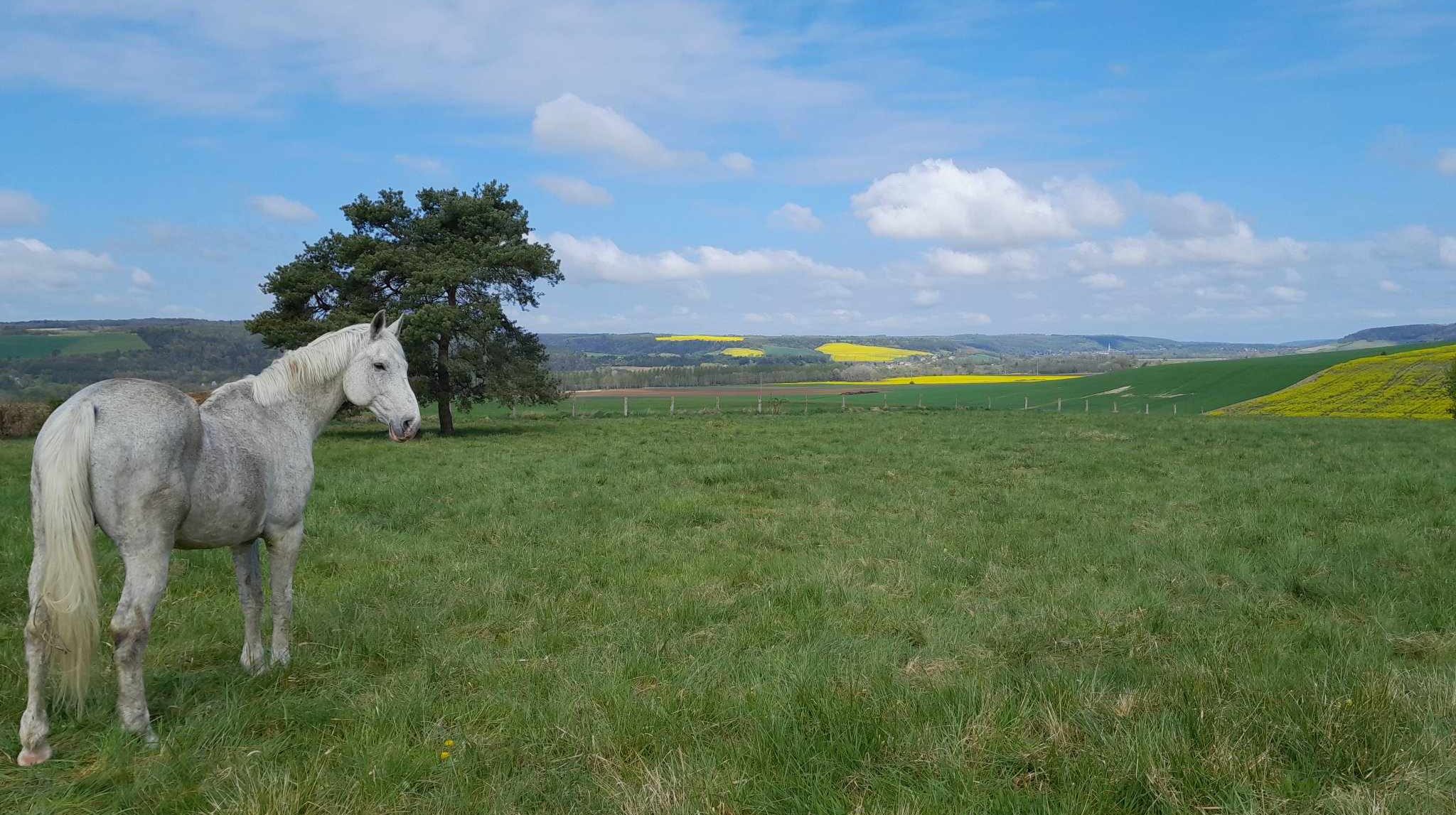 cheval dans une prairie de haute marne
