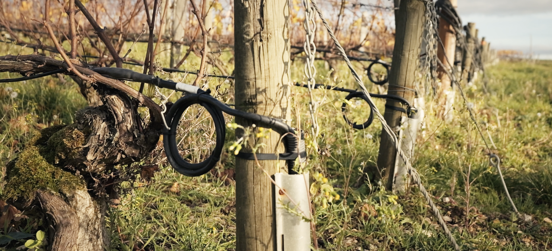 des cables chauffants attachés à des pieds de vignes