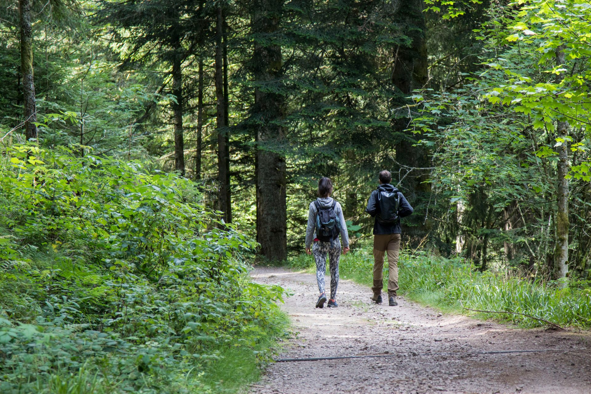 gens de dos qui marchent sur un chemin dans la foret