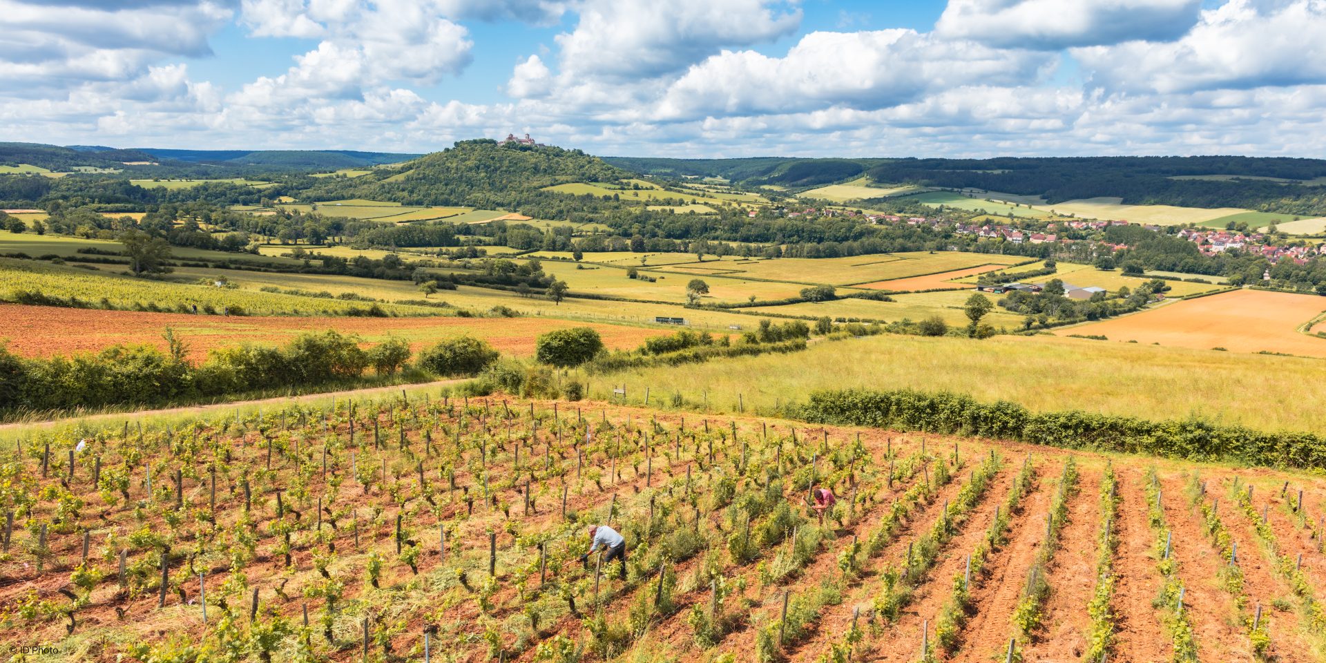 paysage de vigne doré et Vézelay à l'horizon