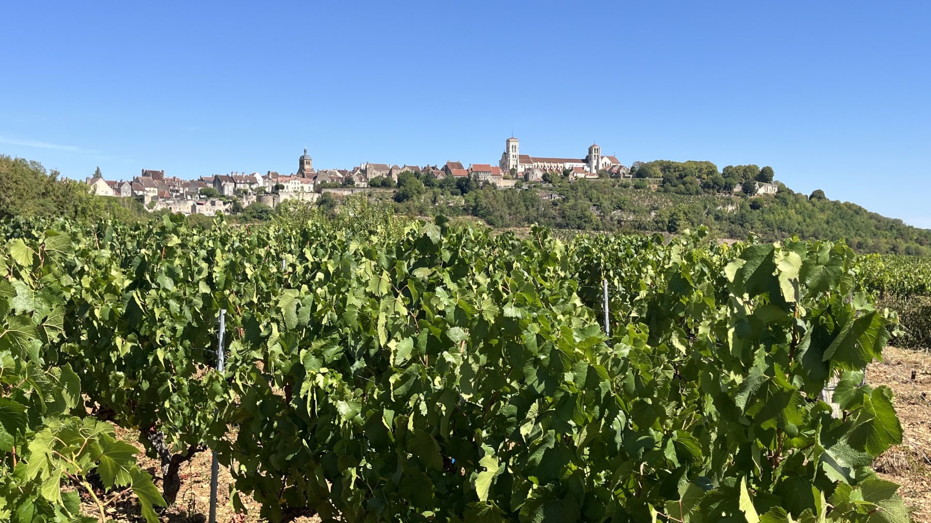 vignes et colline de Vézelay avec la basilique en fond